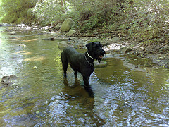 Hobbes in the river